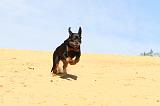 ROTTWEILER 086